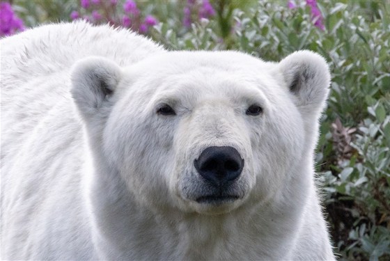Marco Polo - Nová Kanada v nabídce Marco Polo: Churchill, Manitoba a divoký svět Hudsonova zálivu