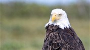 Běluhy severní Kanady | letní cesta k Hudsonovu zálivu - Orel bělohlavý patří mezi výrazné druhy severoamerické přírody. Fotografie doplňuje přírodní rozměr programu a ukazuje, že oblast Churchillu nabízí více než jen běluhy a tundru.