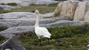 Běluhy severní Kanady | letní cesta k Hudsonovu zálivu - Ptáci na pobřeží u Churchillu připomínají pestrost života v oblasti Hudsonova zálivu. Letní tundra, pobřeží a mokřadní prostředí vytvářejí vhodné podmínky pro řadu druhů severní fauny.