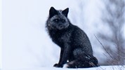 Vlci v mlze | prémiové safari u Hudsonova zálivu - Stříbrná liška patří mezi zajímavé obyvatele severní krajiny a rozšiřuje přírodovědný rozměr zájezdu Vlci v mlze. Vedle vlků se v oblasti mohou objevit i další druhy arktické a subarktické fauny. Foto: Churchill Wild | Christoph Jansen
