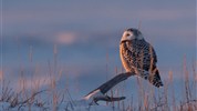 Vlci v mlze | prémiové safari u Hudsonova zálivu - Sovice sněžní patří mezi ikonické druhy severní přírody. Fotografie doplňuje zájezd o další vrstvu arktického ekosystému a ukazuje, že zimní safari u Hudsonova zálivu není jen o vlcích. Foto: Churchill Wild | Fabienne Jansen