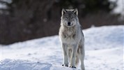 Vlci v mlze | prémiové safari u Hudsonova zálivu - Vlk v zimní krajině severní Kanady ukazuje prostředí, ve kterém se odehrává expediční část programu. Hosté se vydávají do terénu s místními průvodci a sledují stopy, pohyb i chování vlků v oblasti Hudsonova zálivu. Foto: Churchill Wild | Fabienne Jansen