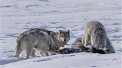 Vlci v mlze | prémiové safari u Hudsonova zálivu - Vlci v divočině u Hudsonova zálivu ukazují syrovější stránku zimní přírody. Program Vlci v mlze je určen klientům, kteří hledají autentickou expediční zkušenost, stopování v terénu a hlubší poznání chování severských predátorů. Foto: Churchill Wild | Christoph Jansen