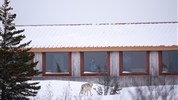 Vlci v mlze | prémiové safari u Hudsonova zálivu - Vlk u Nanuk Polar Bear Lodge výborně vystihuje výjimečnost místa, kde se divočina může přiblížit až k samotnému zázemí lodge. Pozorování zvířat nelze garantovat, ale právě blízkost arktické přírody je jedním z hlavních důvodů, proč je tento program tak mimořádný. Foto: Churchill Wild | Christoph Jansen