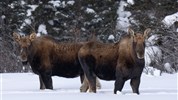 Vlci v mlze | prémiové safari u Hudsonova zálivu - Losi v zimní krajině severní Manitoby ukazují další část fauny, která se může v oblasti vyskytovat. Program Vlci v mlze stojí hlavně na vlcích, ale širší přírodní prostředí u Hudsonova zálivu nabízí mnohem bohatší obraz severské divočiny. Foto: Churchill Wild | Christoph Jansen