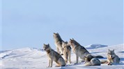 Vlci v mlze | prémiové safari u Hudsonova zálivu - Smečka vlků v arktické krajině připomíná, že tento program není jen o samotném pozorování zvířete, ale také o pochopení sociálního chování vlků, jejich komunikace a pohybu v divočině. Foto: Churchill Wild | Christoph Jansen