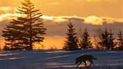 Vlci v mlze | prémiové safari u Hudsonova zálivu - Vlk při západu slunce propojuje napětí divočiny s mimořádnou atmosférou zimního severu. Takové momenty vystihují charakter zájezdu, kde se fotografické příležitosti mohou objevit nečekaně a často v proměnlivých světelných podmínkách. Foto: Churchill Wild | Christoph Jansen