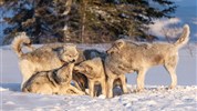 Vlci v mlze | prémiové safari u Hudsonova zálivu - Vlčí smečka v zimní divočině ukazuje jeden z nejsilnějších motivů programu – možnost sledovat vlky v jejich přirozeném prostředí. Každé pozorování závisí na počasí, stopách, pohybu zvířat a rozhodnutí průvodců v terénu. Foto: Churchill Wild | Fabienne Jansen