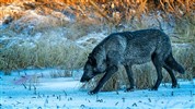 Vlci v mlze | prémiové safari u Hudsonova zálivu - Černý vlk v zimní krajině doplňuje vizuální příběh zájezdu o další podobu vlčí divočiny. Právě kontrast tmavé srsti, sněhu a severní krajiny vytváří silnou fotografickou atmosféru celého programu. Foto: Churchill Wild | Terry Webb