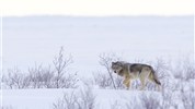 Vlci v mlze | prémiové safari u Hudsonova zálivu - Vlk v mlžné tundře u Hudsonova zálivu krásně podporuje hlavní motiv zájezdu. V krajině, kde se sníh, vítr a mlha rychle mění, je samotné hledání stop a pohybu vlků součástí expedičního zážitku. Foto: Churchill Wild | Andy Skillen