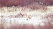 Vlci v mlze | prémiové safari u Hudsonova zálivu - Liška v zimní tundře připomíná pestrost života v oblasti Hudsonova zálivu. I když hlavním tématem programu jsou vlci, zimní krajina může nabídnout také další druhy zvířat, jejichž výskyt nelze garantovat. Foto: Churchill Wild | Ian Johnson