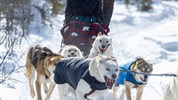 Tundra Buggy Lodge s Městem a Polárnimi Medvědy - Jízda se psím spřežením v zimním Churchillu patří mezi výrazné doprovodné zážitky programu. Klienti se seznamují s tradicí psích spřežení, métiskou kulturou a způsobem cestování, který je se severní Kanadou dlouhodobě spojený.
