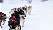 Tundra Buggy Lodge s Městem a Polárnimi Medvědy - Psí spřežení v zimě u Churchillu přibližuje tradiční způsob pohybu v severní krajině. Tento zážitek doplňuje hlavní medvědí program o kulturní a aktivní část, která patří k atmosféře kanadského severu.