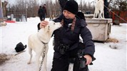 Tundra Buggy Lodge s Městem a Polárnimi Medvědy - Setkání se psy před jízdou se psím spřežením dodává programu osobnější a kontaktní rozměr. Hosté se seznamují se psy, jejich prací a významem psích spřežení pro život v severních oblastech Kanady.