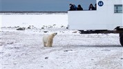 Tundra Buggy Lodge s Městem a Polárnimi Medvědy - Lední medvěd v Churchill Wildlife Management Area představuje hlavní přírodní téma této cesty. Právě tato chráněná oblast u Churchillu je spojena s podzimní sezonou ledních medvědů a výpravami speciálním vozidlem Tundra Buggy®.