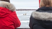 Tundra Buggy Lodge s Městem a Polárnimi Medvědy - Pozorování ledního medvěda v tundře je jedním z nejsilnějších motivů podzimní cesty do Churchillu. Program je navržen tak, aby hosté trávili co nejvíce času v oblasti pohybu medvědů, vždy však s důrazem na bezpečnost a respekt k divoké přírodě.