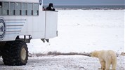 Tundra Buggy Lodge s Městem a Polárnimi Medvědy - Tundra Buggy® umožňuje bezpečný pohyb v citlivém prostředí tundry u Hudsonova zálivu. Během programu se hosté vydávají do Churchill Wildlife Management Area, kde se v podzimní sezoně mohou pohybovat lední medvědi čekající na návrat mořského ledu.