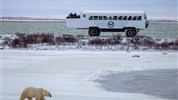 Tundra Buggy Lodge s Městem a Polárnimi Medvědy - Setkání Tundra Buggy® a ledního medvěda na sněhu patří k ikonickým momentům podzimního Churchillu. Speciální vozidlo poskytuje bezpečné zázemí pro pozorování medvědů v krajině, kde se na podzim soustředí před návratem na zamrzající Hudsonův záliv.