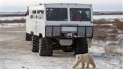 Tundra Buggy Lodge s Městem a Polárnimi Medvědy - Tundra Buggy® s ledním medvědem v tundře ukazuje jeden z hlavních zážitků programu. Hosté sledují krajinu z vyvýšeného vozidla určeného pro pohyb v tundře a mají možnost pozorovat lední medvědy bezpečně a s odborným výkladem.