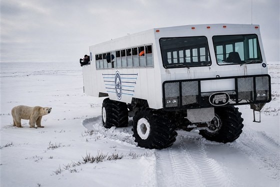 Noc v tundře ledních medvědů | prémiové safari z Tundra Buggy Lodge - Tundra Buggy a lední medvěd v zasněžené tundře patří k nejsilnějším obrazům zájezdu Noc v tundře ledních medvědů | prémiové safari z Tundra Buggy Lodge. Fotografie vystihuje hlavní podstatu programu – bezpečné pozorování ledních medvědů přímo v jejich přirozeném prostředí v oblasti Churchill Wildlife Management Area.
