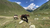 Gruzie s turistikou nejen po Kavkazu - Volně se pasoucí koně v horském údolí s vrcholky Kavkazu v pozadí, Svaneti, Gruzie