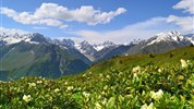 Gruzie s turistikou nejen po Kavkazu - Kvetoucí rododendron na horských loukách s panoramatem zasněžených hor Svaneti, Gruzie