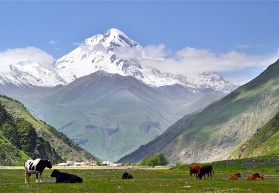 Gruzie s turistikou nejen po Kavkazu - Gruzie - Hora Kazbek se sněžnou čepicí s kravami pasoucími se v zeleném údolí Sno, Gruzie