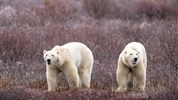 Lední medvědi v Churchillu | ikonické safari z Tundra Buggy® - Lední medvědi v tundře u Hudsonova zálivu připomínají, proč je Churchill považován za jedno z nejznámějších míst pro jejich pozorování. Program zahrnuje celodenní výpravy vozidlem Tundra Buggy® do Churchill Wildlife Management Area, kde se medvědi v sezoně pohybují.