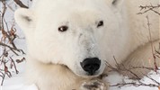 Lední medvědi v Churchillu | ikonické safari z Tundra Buggy® - Odpočívající lední medvěd zblízka ukazuje klidnější stránku setkání s arktickou přírodou. Pozorování zvířat ve volné přírodě nelze garantovat, ale právě možnost vidět lední medvědy v přirozeném prostředí dává programu jeho hlavní hodnotu.