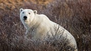 Lední medvědi v Churchillu | ikonické safari z Tundra Buggy® - Lední medvěd v tundře mezi keři ukazuje typické prostředí Churchill Wildlife Management Area. Tato krajina není prázdnou sněhovou plání, ale pestrým subarktickým prostorem, kde se medvědi pohybují při čekání na zamrzání Hudsonova zálivu.