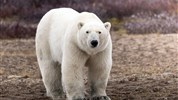 Lední medvědi v Churchillu | ikonické safari z Tundra Buggy® - Lední medvěd v Churchillu zepředu působí jako silný vizuální symbol celého programu. Právě takové okamžiky ukazují, proč je pozorování ledních medvědů z vozidla Tundra Buggy® jedním z nejikoničtějších zážitků severní Kanady.