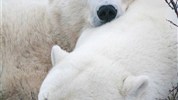 Lední medvědi v Churchillu | ikonické safari z Tundra Buggy® - Odpočívající lední medvědi zblízka ukazují intimnější pohled na arktickou faunu u Hudsonova zálivu. Fotografie dobře doplňuje hlavní medvědí linku programu a připomíná, že pozorování v tundře může mít i velmi klidné a fotograficky silné momenty.