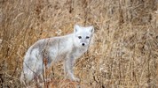 Lední medvědi v Churchillu | ikonické safari z Tundra Buggy® - Polární liška v krajině u Hudsonova zálivu doplňuje přírodovědný rozměr zájezdu. Vedle ledních medvědů mohou klienti v oblasti Churchillu zahlédnout i další zvířata severní přírody, což podporuje pestrost celého programu.