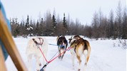 Lední medvědi v Churchillu | ikonické safari z Tundra Buggy® - Pohled ze saní na psí spřežení ukazuje zážitek přímo z perspektivy účastníka programu. Tento moment přidává cestě osobnější a aktivnější rozměr po dnech věnovaných pozorování ledních medvědů v tundře.