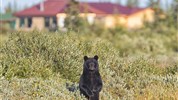 Odysea Hudsonova zálivu | prémiové safari v divočině severní Kanady - Černý medvěd u Nanuk Polar Bear Lodge připomíná, že Hudson Bay Odyssey není jen o ledních medvědech, ale o celém ekosystému. Foto: Churchill Wild | Robert Postma.