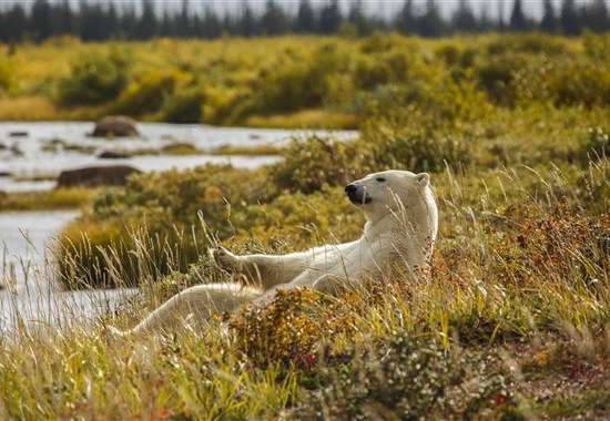 Odysea Hudsonova zálivu | prémiové safari v divočině severní Kanady - Kanada