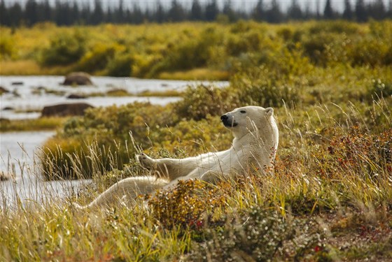 Odysea Hudsonova zálivu | prémiové safari v divočině severní Kanady - Lední medvěd v letní krajině u Hudsonova zálivu vystihuje arktický charakter zájezdu Odysea Hudsonova zálivu. Foto: Churchill Wild | Andre Erlich.