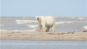 Odysea Hudsonova zálivu | prémiové safari v divočině severní Kanady - Lední medvěd na pobřeží Hudsonova zálivu patří k hlavním motivům prémiového safari z Nanuk Polar Bear Lodge. Foto: Churchill Wild | Anne Bastien.