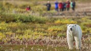Odysea Hudsonova zálivu | prémiové safari v divočině severní Kanady - Skupina hostů při vedené výpravě tundrou ukazuje charakter pěšího safari z Nanuk Polar Bear Lodge. Foto: Churchill Wild | Robert Postma.