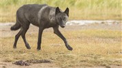 Odysea Hudsonova zálivu | prémiové safari v divočině severní Kanady - Vlk v otevřené krajině doplňuje safari o další ikonický druh severní Kanady a podtrhuje divokost okolí Nanuk lodge. Foto: Churchill Wild | Robert Postma.