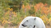 Odysea Hudsonova zálivu | prémiové safari v divočině severní Kanady - Lední medvěd mezi podzimní vegetací ukazuje přechod mezi boreálním lesem a arktickou krajinou Nanuk Polar Bear Lodge. Foto: Churchill Wild | Ramona Boone.
