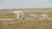 Odysea Hudsonova zálivu | prémiové safari v divočině severní Kanady - Medvědice s mláďaty patří k nejsilnějším obrazům arktického safari a života u Hudsonova zálivu. Foto: Churchill Wild | Robert Postma.