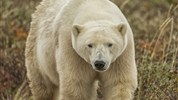 Odysea Hudsonova zálivu | prémiové safari v divočině severní Kanady - Detail ledního medvěda přibližuje sílu setkání s arktickou přírodou během pěších výprav u Hudsonova zálivu. Foto: Churchill Wild | Robert Postma.