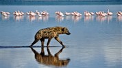 Ve stínu Kilimanjara - safari v Keni s českým průvodcem