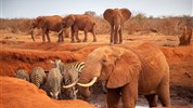 Ve stínu Kilimanjara - safari v Keni s českým průvodcem