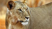 Ve stínu Kilimanjara - safari v Keni s českým průvodcem