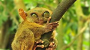 Exotické Filipíny: Luzon, Bohol a Palawan - luxusně a intenzivně