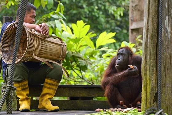 Marco Polo - Borneo – kompletní průvodce ostrovem orangutanů, pralesů a nejdivočejší přírody Asie