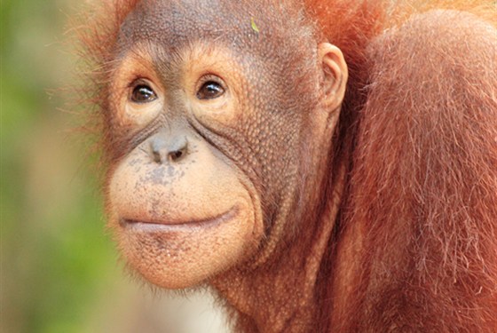 Marco Polo - Orangutani na Borneu – kde je vidět ve volné přírodě