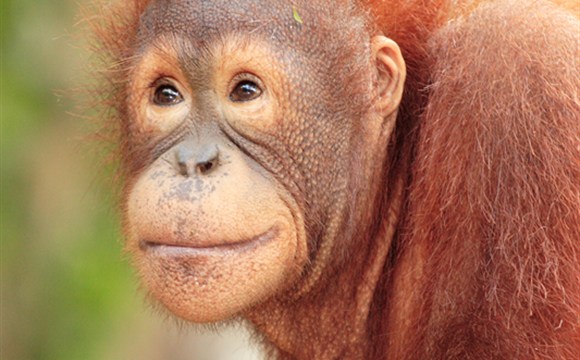 Marco Polo - Orangutani na Borneu – kde je vidět ve volné přírodě